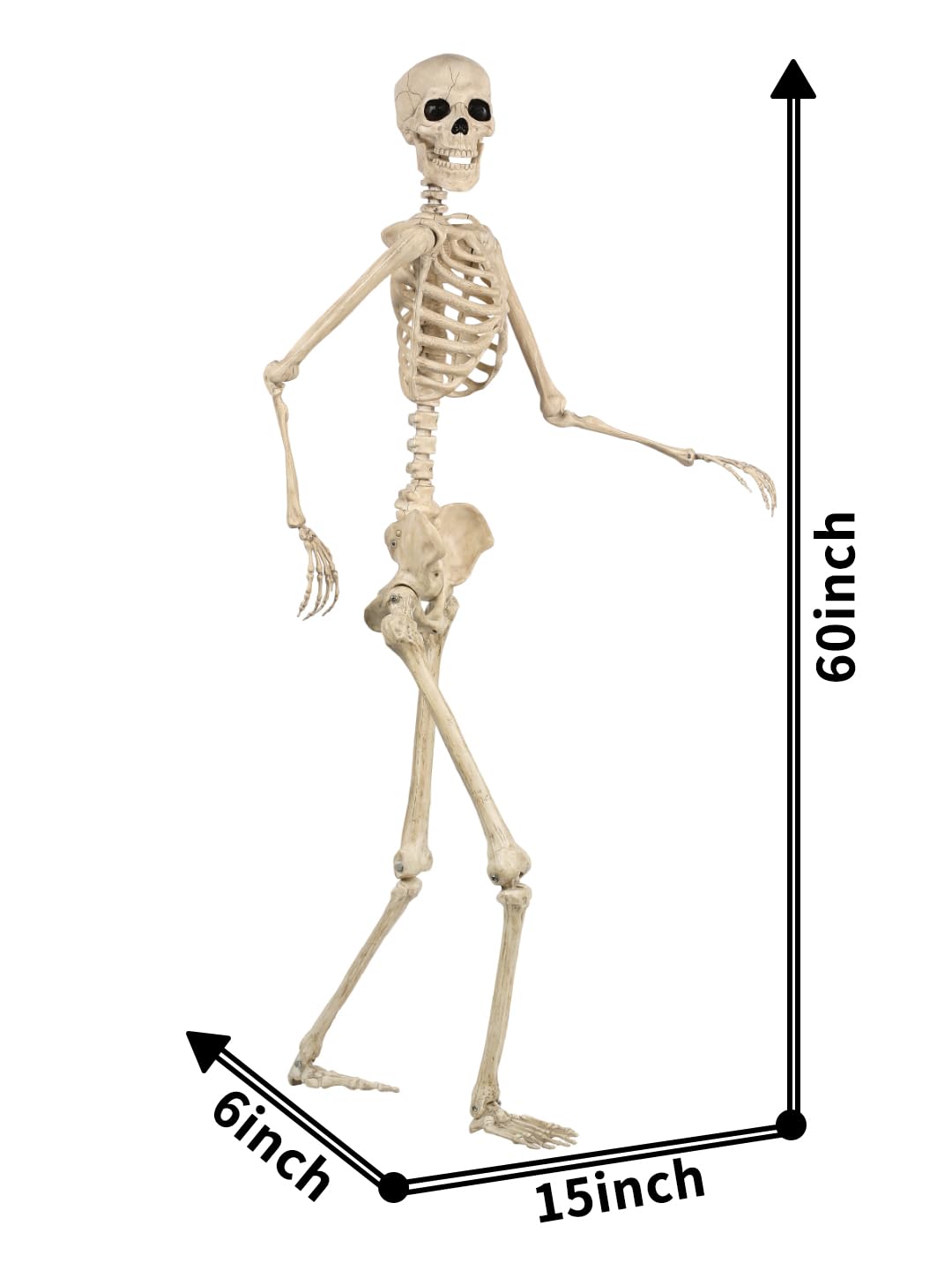 Life Size Posable Skeleton with Movable Joints Q8258