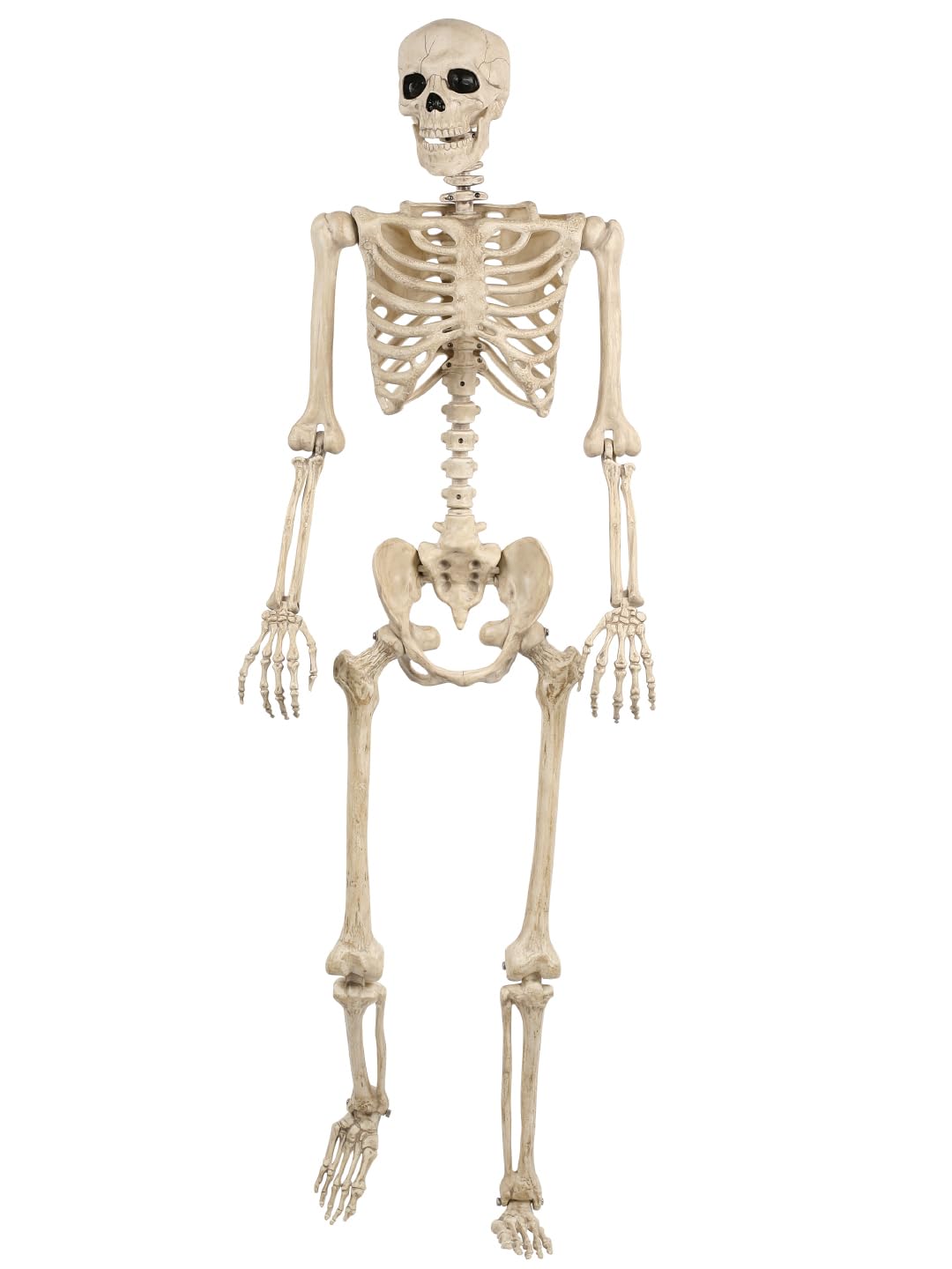 Life Size Posable Skeleton with Movable Joints Q8258
