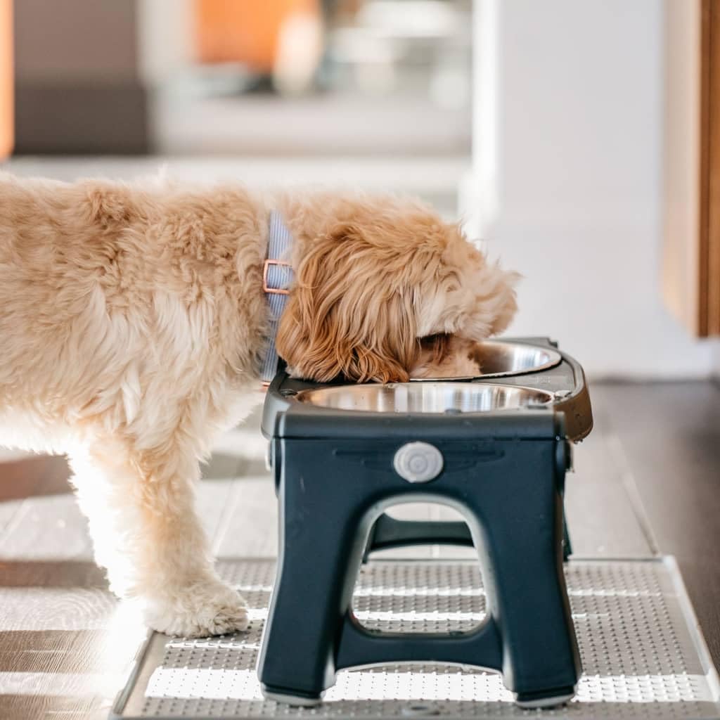 Adjustable Height Double Pet Feeder with Stainless Steel Bowls C5166