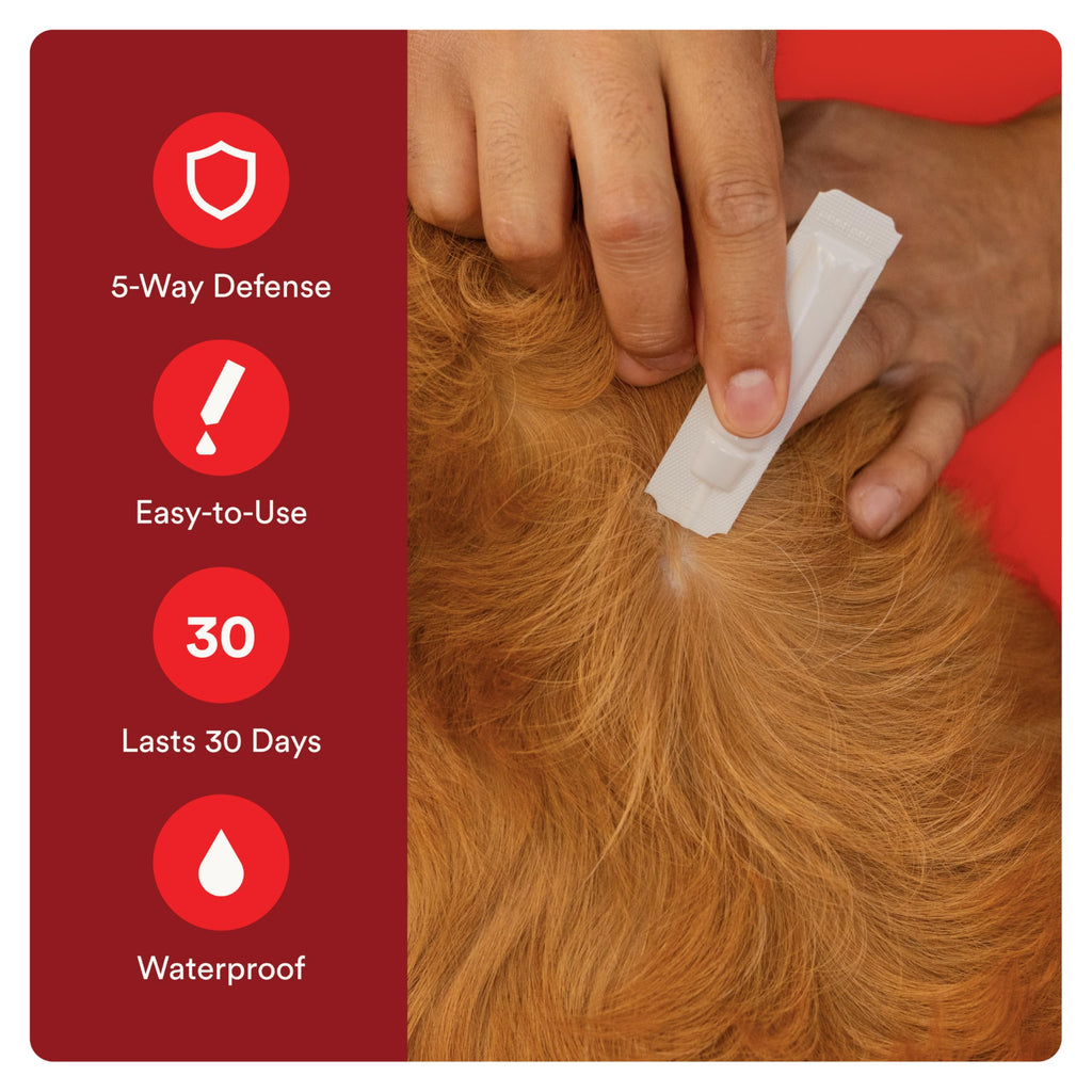 Flea and Tick Prevention for Small Dogs 4-10 lbs (4 Doses) + Flea Treatment for Dogs 2-25 lbs (6 Doses) Bundle H87745